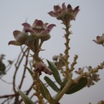 al-maha-resort-activity-002 al-maha-resort-activity-002