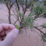 al-maha-resort-activity-003 al-maha-resort-activity-003