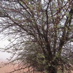 al-maha-resort-activity-004 al-maha-resort-activity-004