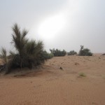 al-maha-resort-activity-009 al-maha-resort-activity-009