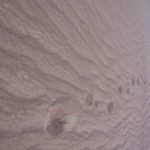 al-maha-resort-camel-001 al-maha-resort-camel-001