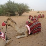 al-maha-resort-camel-005 al-maha-resort-camel-005