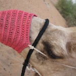 al-maha-resort-camel-006