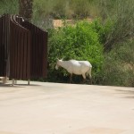 al-maha-resort-spa-006 al-maha-resort-spa-006