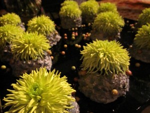 shangrila-tok-nicolai2-021