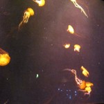 atlantis-the-palm-dubai-us-005
