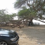 first-oil-bahrain-006