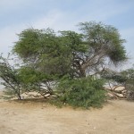 first-oil-bahrain-007