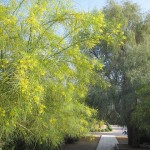 desert-palm-dubai-epicure-011