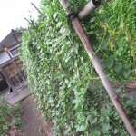 tenkuno-mori-arrive-016