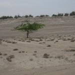 desert-island-beach-villa-039