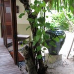 shangrila-maldive-spa-006