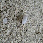 soneva-gili-walk-006