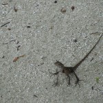 soneva-gili-walk-009