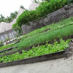 soneva-gili-walk-013