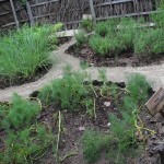 soneva-gili-walk-015