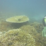 huvafen-fushi-diving-025