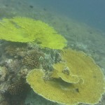 huvafen-fushi-diving-026