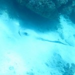 amanpulo-diving-013