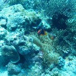 amanpulo-diving-015