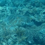 amanpulo-diving-018