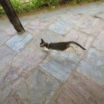 arabian-night-village-act-008