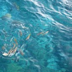 how2enjoy-amanpulo-013