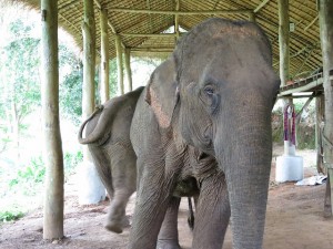 fourseasons-tc-gt-er-006